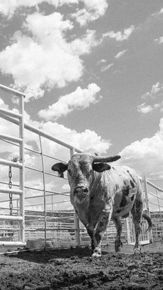 a black and white photo of a cow standing in front of a fenced area