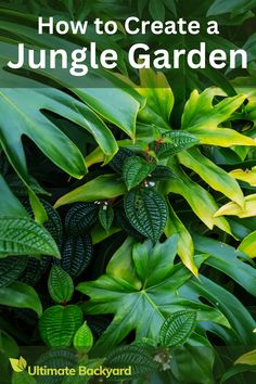 green plants with the title how to create a jungle garden