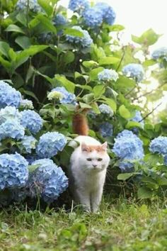 a white and orange cat standing in the grass next to blue hydrangea flowers