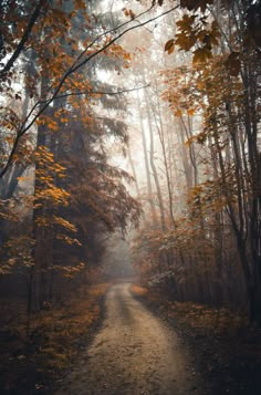 a dirt road in the middle of a forest