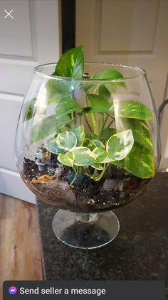 a glass bowl filled with plants on top of a table