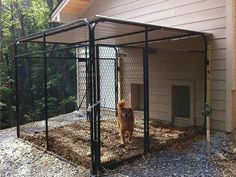 a dog is standing in its kennel outside