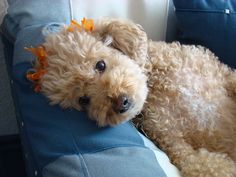 a brown dog laying on top of a blue couch next to a white pillow with an orange flower