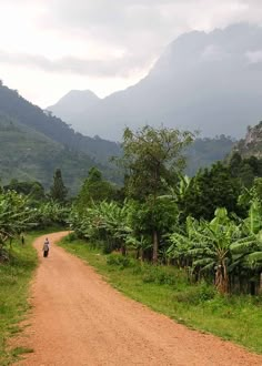 a dirt road surrounded by lush green trees and mountains in the distance with a person on a motorbike