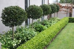 a long row of trees in front of a building with green grass and flowers on the side