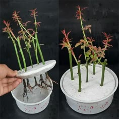 two pictures of the same plant in different stages of growth, with one being held up by someone's hand