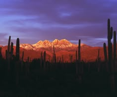 the mountains are covered in snow at sunset with cacti and saguados