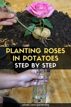 This video was made to uncover the truth about growing rose cuttings in a potato rooting method. Here we summarize all those recommendations and tried to follow them step by step. Planting Roses In Potatoes, Grow Roses In Potatoes, How To Root Rose Cuttings, How To Plant A Rose From A Stem, Rose Cuttings Rooting, How To Root A Rose Stem