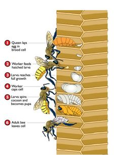 an image of bees on the side of a beehive with labels labeled below