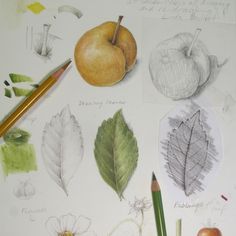 an apple, leaf, and flower are shown on a paper with colored pencils