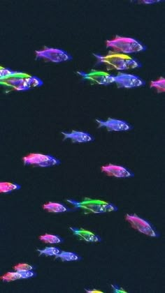 a group of colorful fish swimming in the ocean at night with colored lights on them