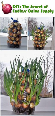 there are pictures of onions in a vase with grass growing out of the top and bottom