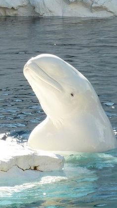 a large white polar bear swimming in the water