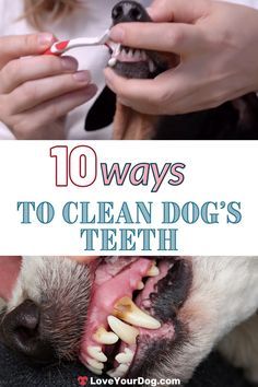 a woman brushing her teeth with an animal's teeth and the words, 10 ways to clean dog's teeth