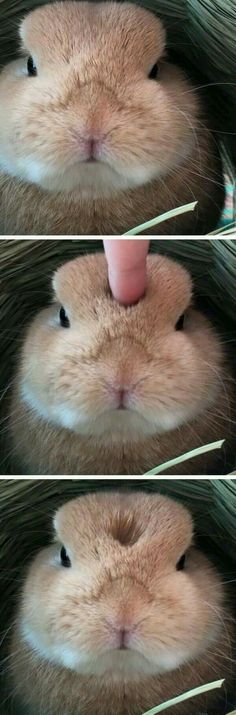 two pictures of a hamster sticking its tongue out