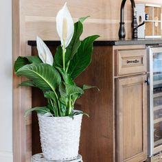 a potted plant sitting on top of a table next to a microwave and oven