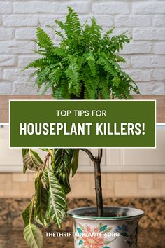 If you cannot keep houseplants alive you will want to read this post! It is easier than you think to keep your plants alive! Mealy Bugs, Black Thumb, Short Plants, Plant Tags, Banana Tree, Peace Lily, Neem Oil