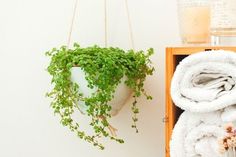 towels and plants are hanging from hooks on the wall