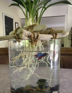 an aquarium with rocks and plants in it