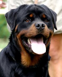 a black and brown dog with its tongue out