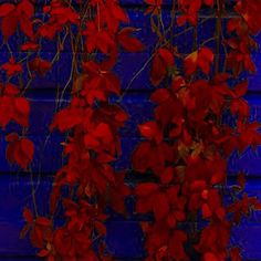 red flowers are growing on the side of a blue building in front of a brick wall