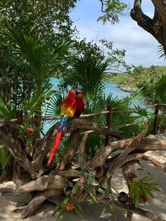 two colorful parrots sitting on top of a tree branch next to the ocean and trees