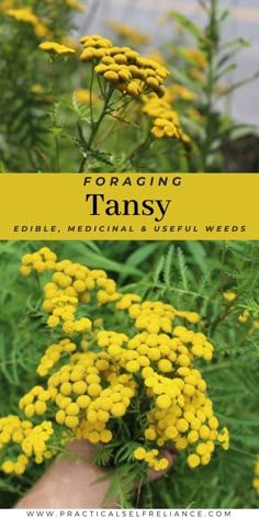 yellow flowers with the title foraging tansy edible, medical and useful weeds