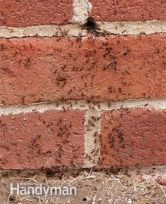 the corner of a brick wall that has been gutted with termite and dirt