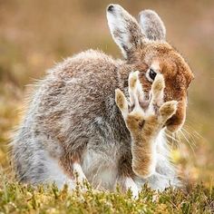 a brown and white rabbit standing on top of a grass covered field with its head in the air