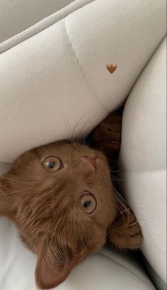 a brown cat laying on top of a white couch next to a heart shaped pillow