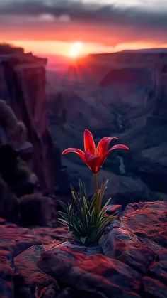 a red flower sitting on top of a rocky cliff next to the sun in the distance