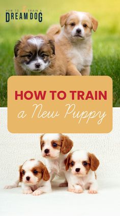 three puppies are sitting in the grass with an orange sign that says how to train a new puppy