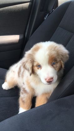 a brown and white puppy sitting in the back seat of a car