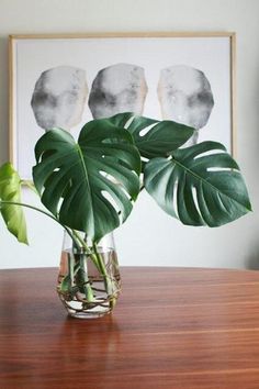 a plant in a vase sitting on top of a wooden table next to a framed photo