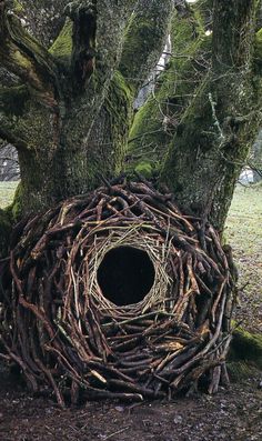 a bird's nest in the middle of a tree