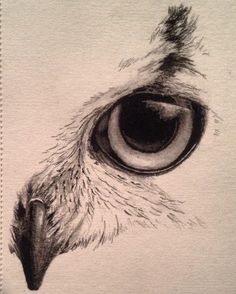 a drawing of an owl's eye