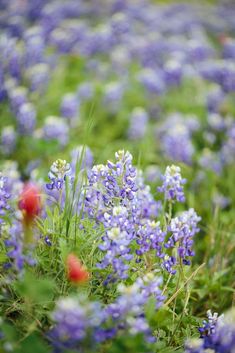 wildflowers and other flowers are growing in the grass