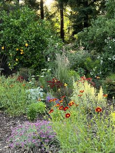 a garden filled with lots of different types of flowers