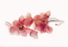 two pink orchids are in the air on a white background