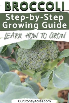 broccoli growing in the garden with text overlay reading how to grow broccoli step - by - step growing guide