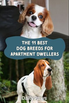 the 11 best dog breeds for apartment dwellers