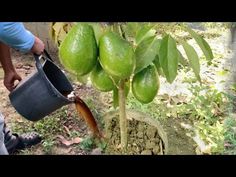 a man is watering water from a potted plant with limes on the tree