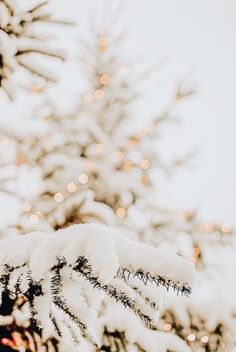 a snow covered christmas tree with lights in the background