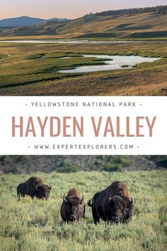 the yellowstone national park with bisons in the foreground and text that reads, yellow stone national park - hayden valley