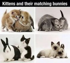 kittens and their matching bunnies