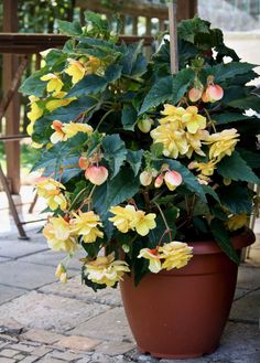 a potted plant with yellow and pink flowers on the side of a house porch