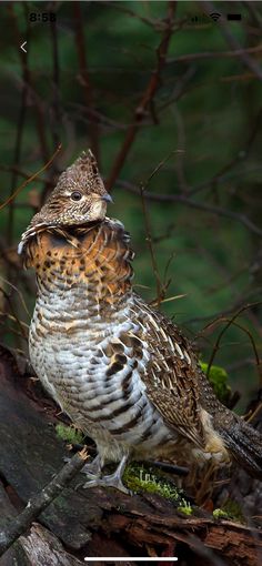 an owl sitting on top of a tree branch