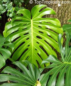 a large green leafy plant next to a tree