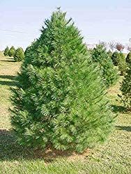 a small pine tree in the middle of a field