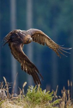 a large bird flying over a lush green forest filled with lots of tall grass and trees